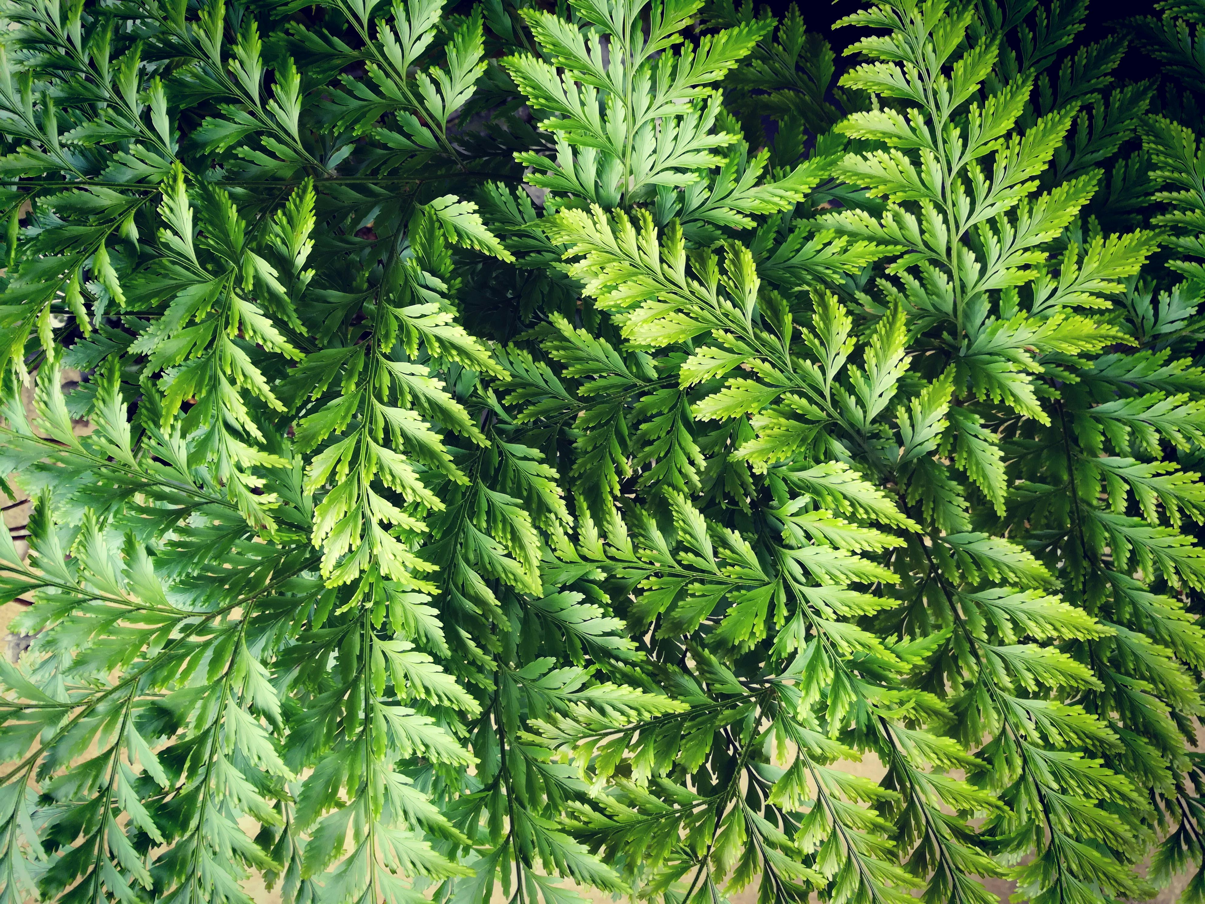 Free stock photo of bush, green, wallpaper