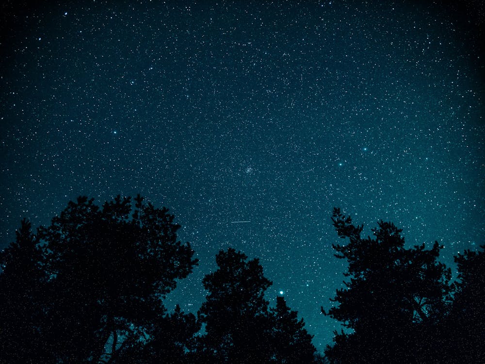 Silhouette of Trees Under the Night Sky · Free Stock Photo