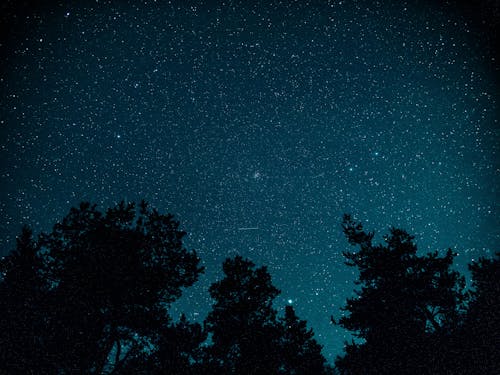 Free Silhouette of Trees Under the Night Sky  Stock Photo