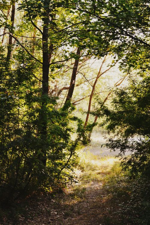 Free An enchanting sun-dappled forest trail surrounded by lush greenery and tall trees. Stock Photo