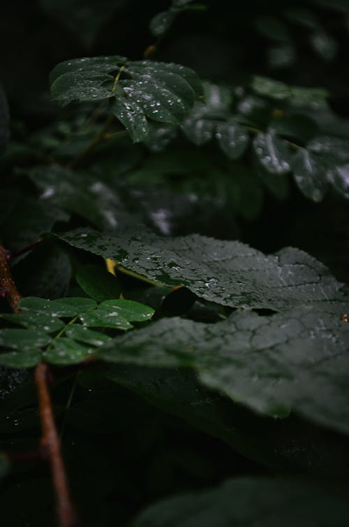 Wet Green Leaves