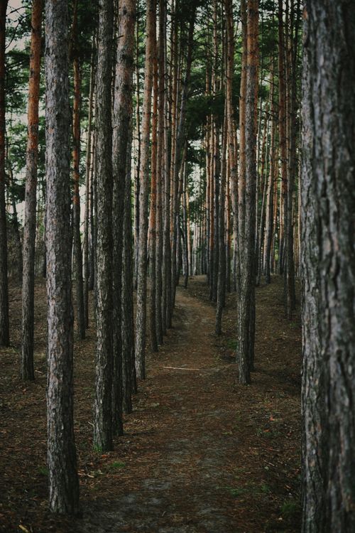 Free A tranquil forest scene with a narrow path winding through rows of towering pine trees. Stock Photo