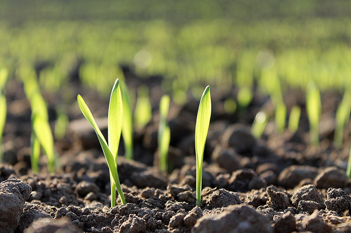 Young green shoots pushing up through the soil - the seed that fell on good ground