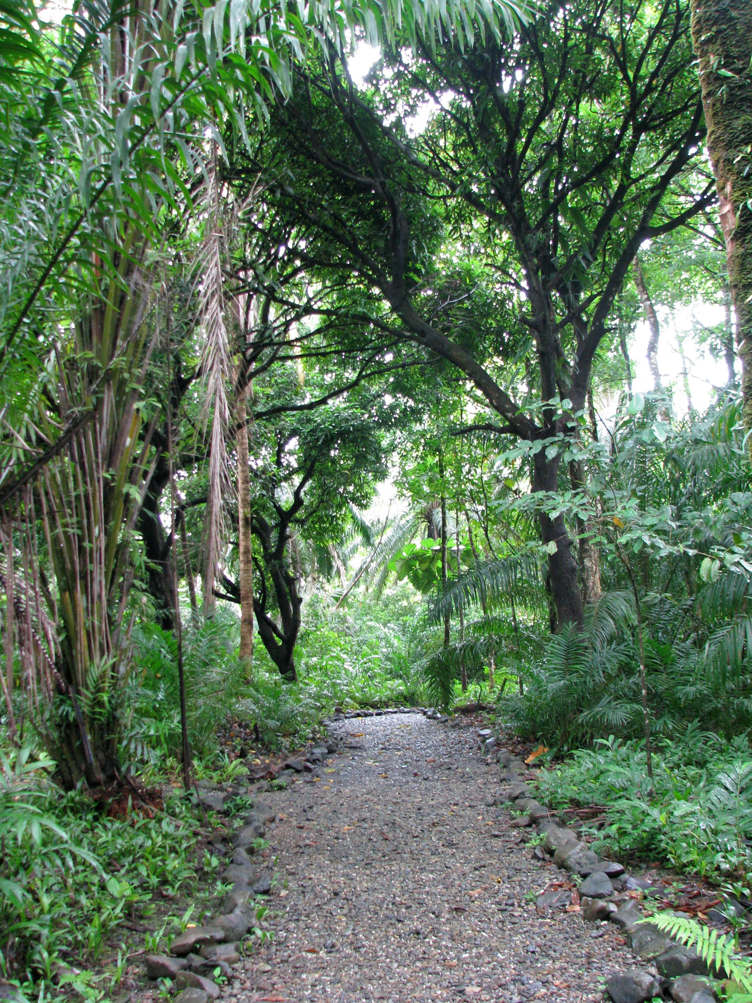 Free stock photo of gorgona, jungle, path