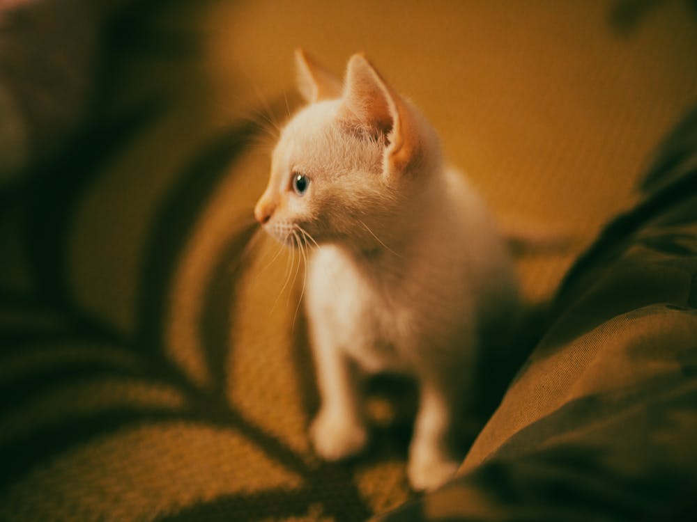 A Close-Up Shot of a Kitten