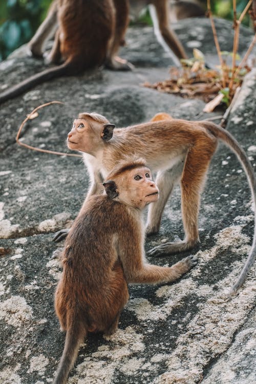 Close Up Shot of Brown monkeys