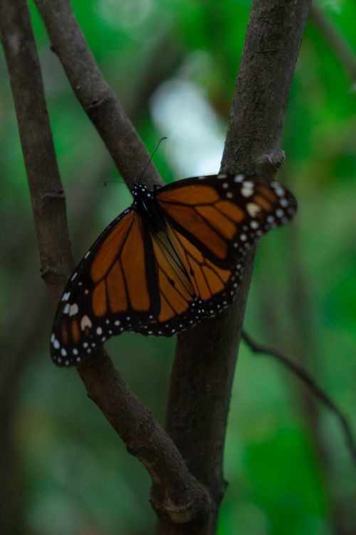 Free Close-up of a monarch butterfly perched on a branch in a lush green setting. Stock Photo