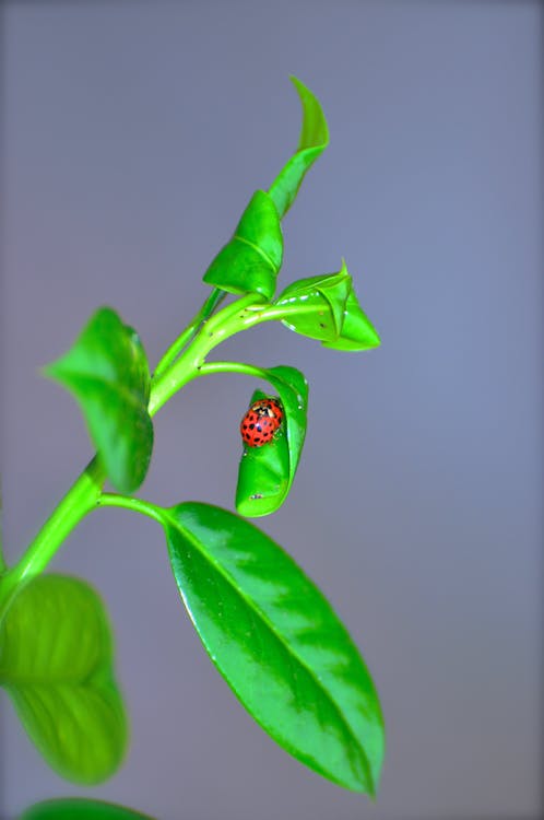 Free stock photo of love bug, lovemaking, making love