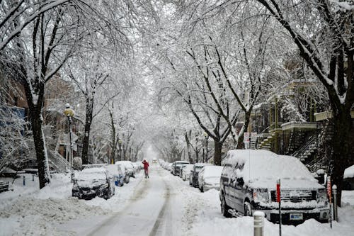 arabalar, çıplak ağaçlar, kar içeren Ücretsiz stok fotoğraf