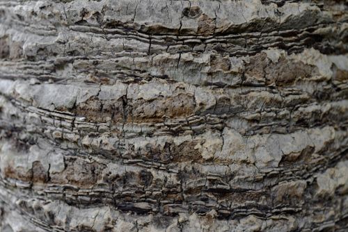 Free Detailed close-up of tree bark texture with layered, rough surface. Stock Photo