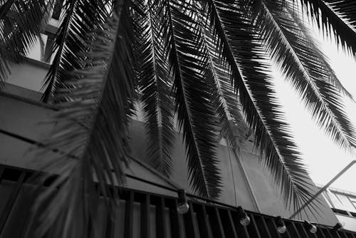 Grayscale Photo of Palm Tree Leaves