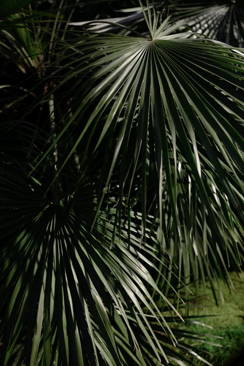 Close-up Photo of Brahea Palm Leaves
