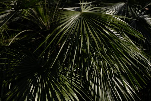 Close-up Photo of Brahea Palm Leaves