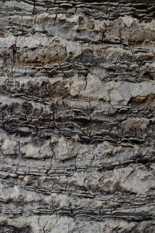 Close-Up Shot of a Rock