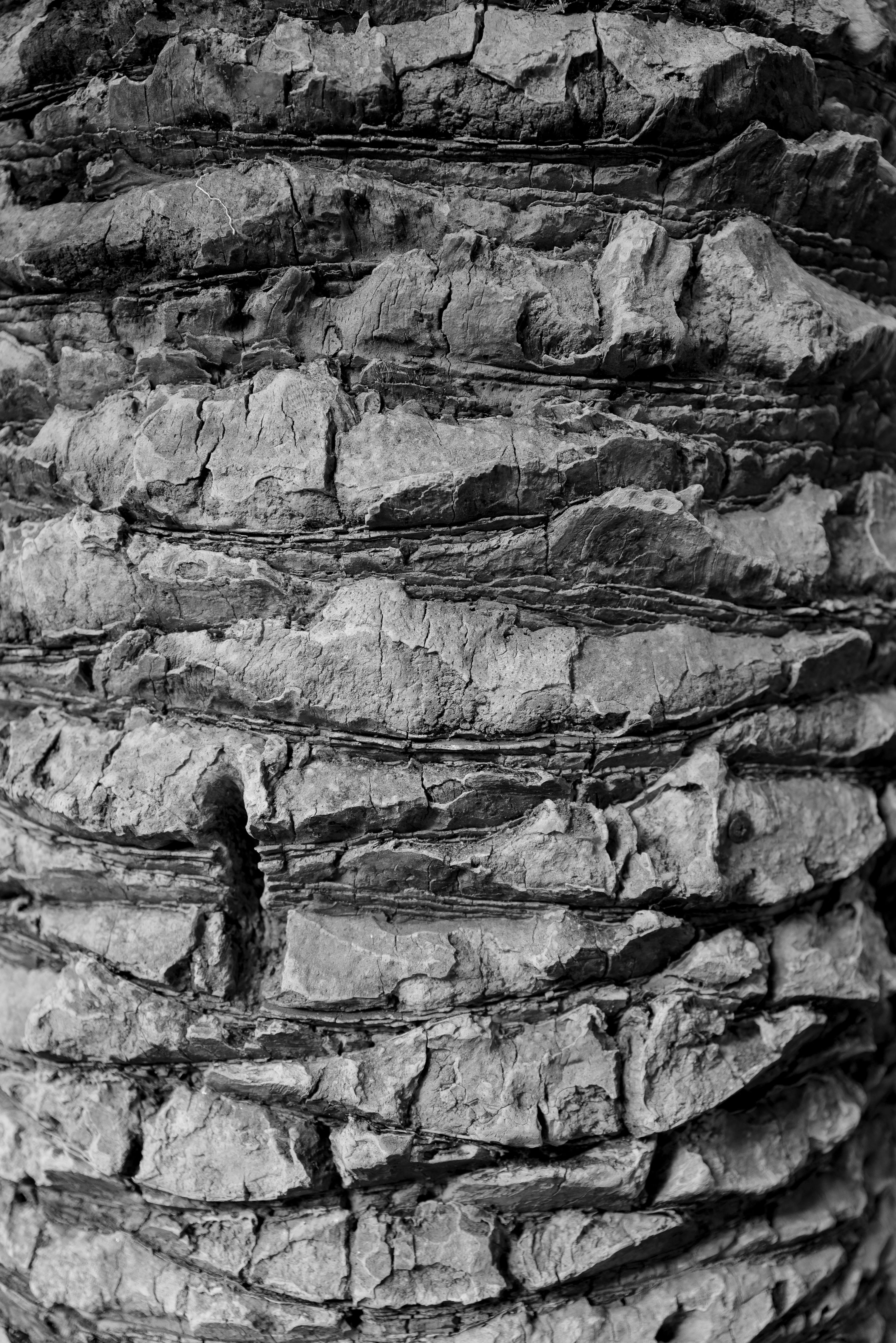 High-resolution close-up of rough tree bark texture, showcasing natural patterns.