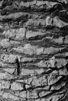 High-resolution close-up of rough tree bark texture, showcasing natural patterns.
