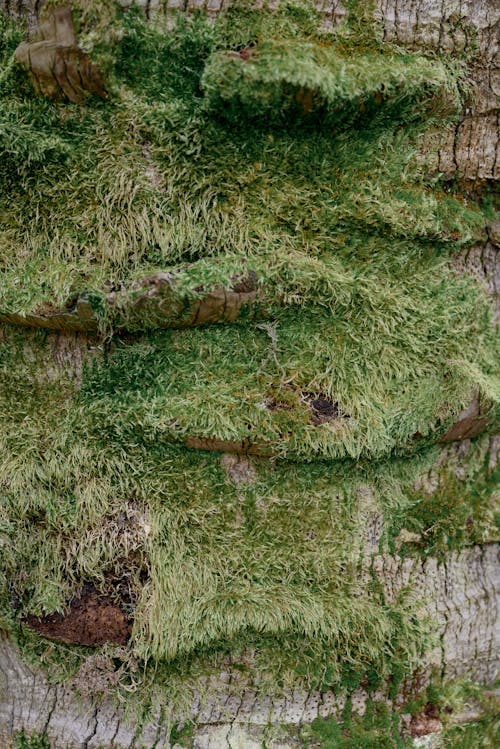 Close-Up Shot of Moss on a Tree Trunk