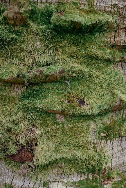 Detailed texture of lush green moss growing on a tree trunk in a vertical shot.