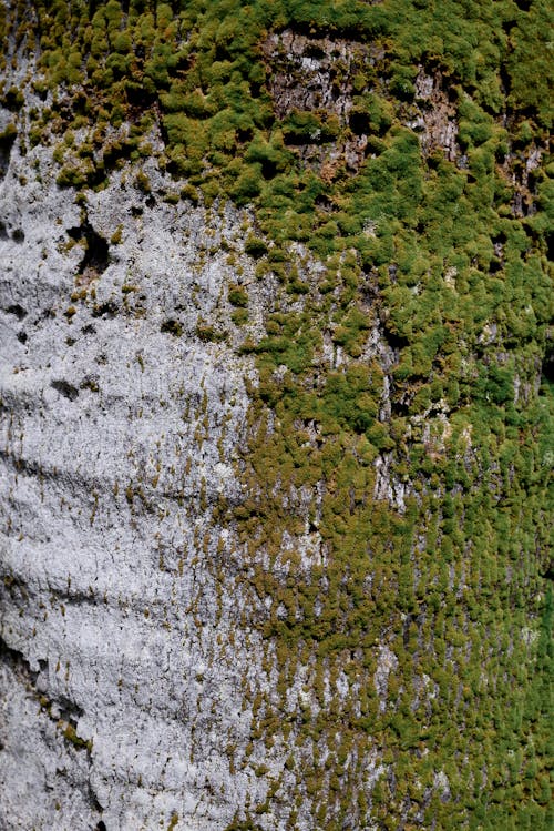 Green Moss Covering a White Wooden Surface