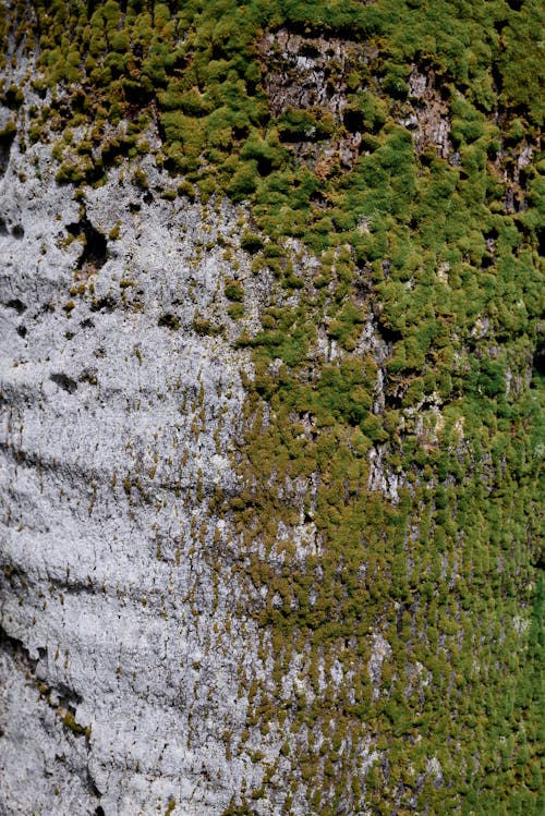 Fotobanka s bezplatnými fotkami na tému lišajník, mach, machovitý