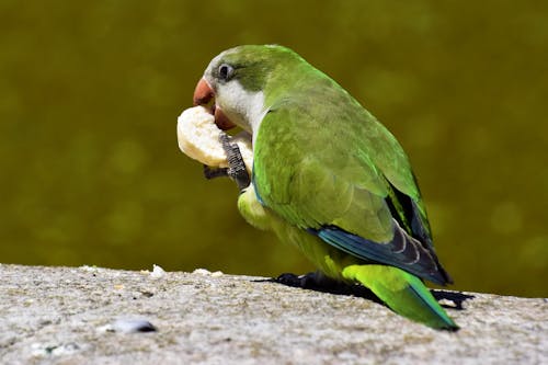 Close-Up Shot of a Parrot Eating