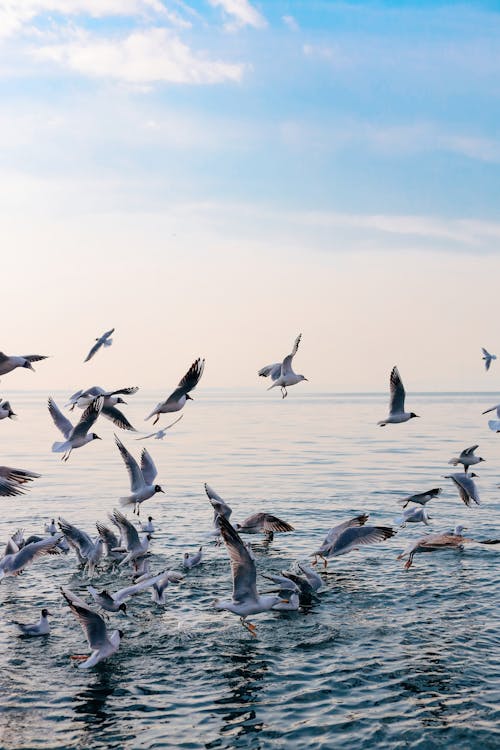 Free Flock of Seagulls on a Sea Stock Photo