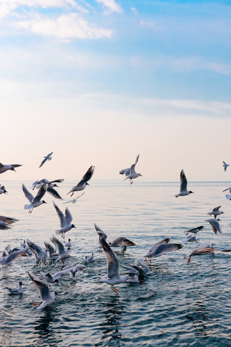 Flock Of Seagulls On A Sea