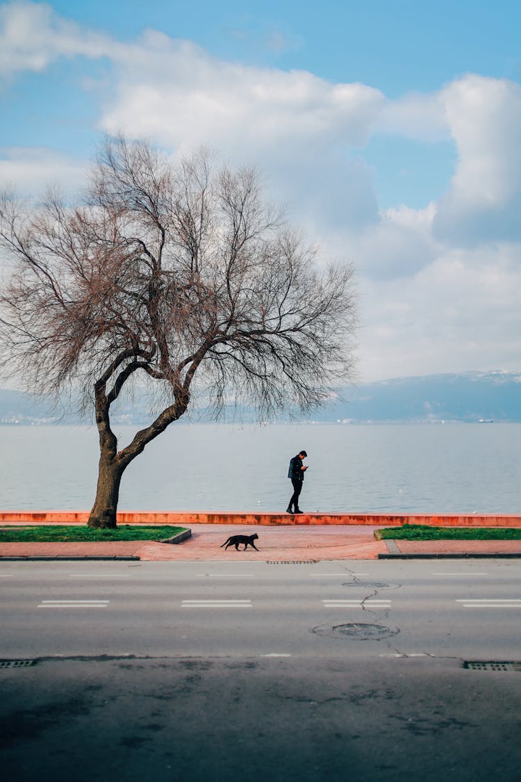 Man And Cat Walking Along Fence And Tree