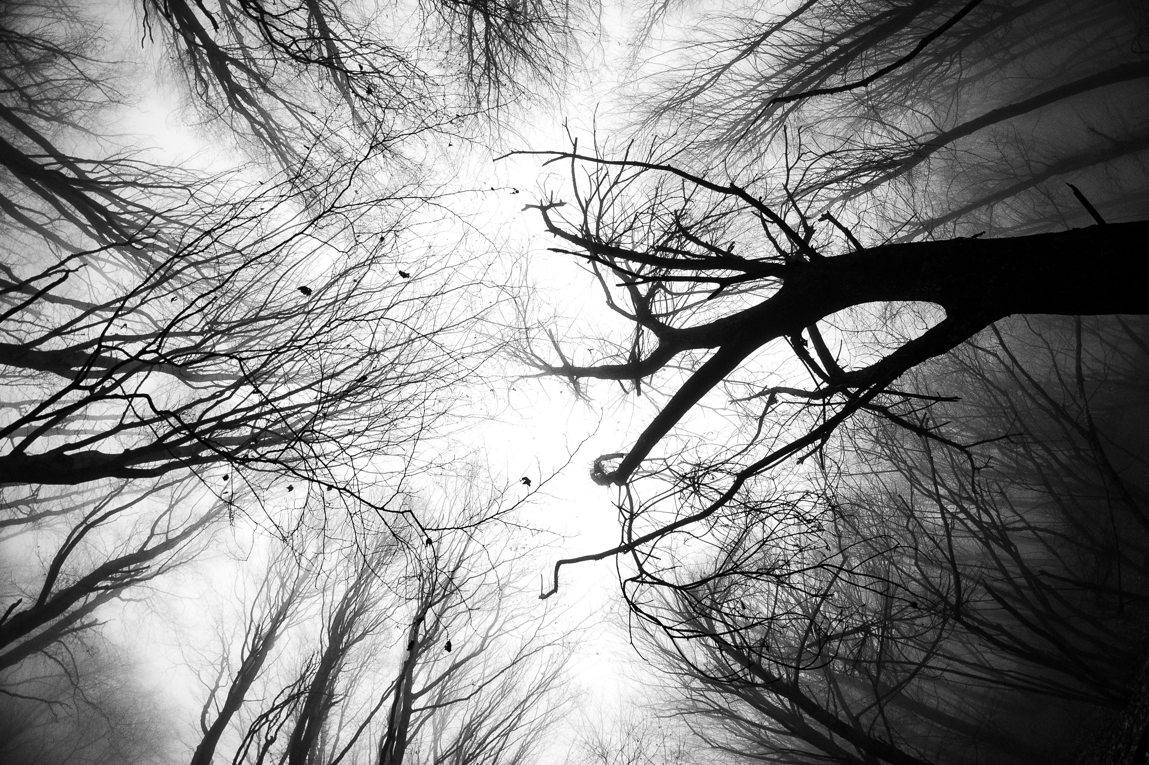 Grayscale Photo of Leafless Trees · Free Stock Photo