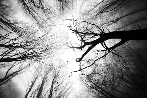 Бесплатное стоковое фото с безлистные деревья, голые деревья, монохромный