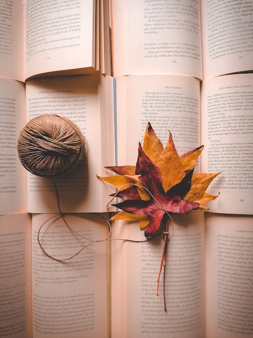 Close-Up Shot of Dry Leaves on the Books