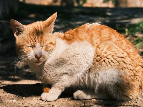 Free Adorable ginger and white cat relaxing outdoors in the sunlight with eyes closed. Stock Photo