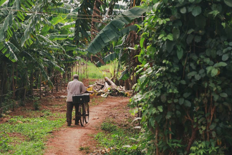 Man With Bicycle On Footpath In Tropics