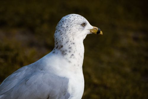 Free Close-up of a seagull showing detailed feathers and beak, captured in Toronto. Stock Photo