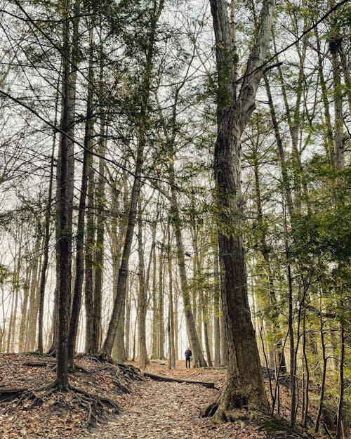 Imagine de stoc gratuită din arbori, codru, fotografiere verticală