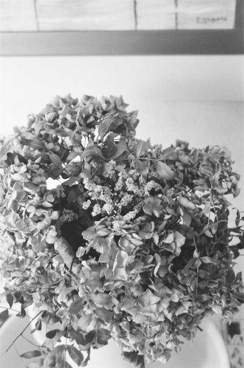 Photos gratuites de arbustes, échelle des gris, monochrome