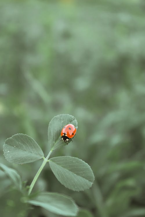 A Red Ladybug on a Green Leaf