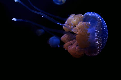 Free Jellyfish Under the Dark Ocean Stock Photo