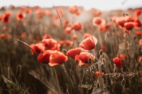 ケシの花, フィールド, フラワーズの無料の写真素材