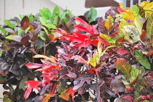 Gratis lagerfoto af blad farve, dekorativ plante, efterårsblade