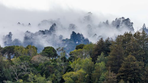 Green Trees in the Woods Under White Clouds