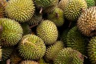 Green Pine Cone on Brown Wooden Table