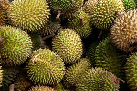 A detailed view of multiple fresh durians showcasing their vibrant green spikes.