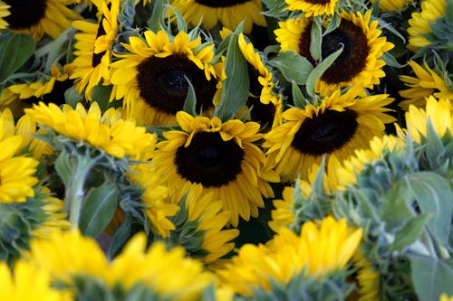Free Beautiful Yellow Sunflowers on Field Stock Photo