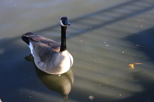 Free Brown and Black Goose on Calm Waters Stock Photo