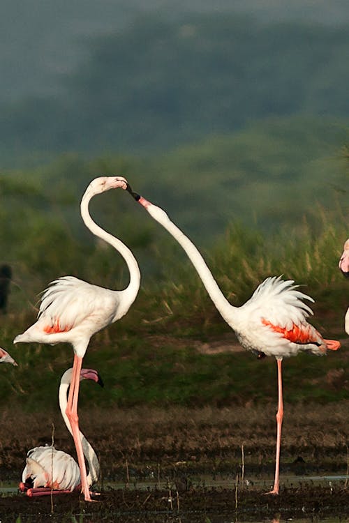 Bidikan Makro Flamingo Putih Dan Merah