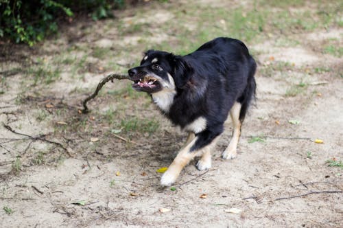 Free stock photo of animal, animal photography, australian shepherd