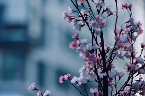 Free Close-up of cherry blossom with a blurred background in Jönköping, Sweden. Stock Photo