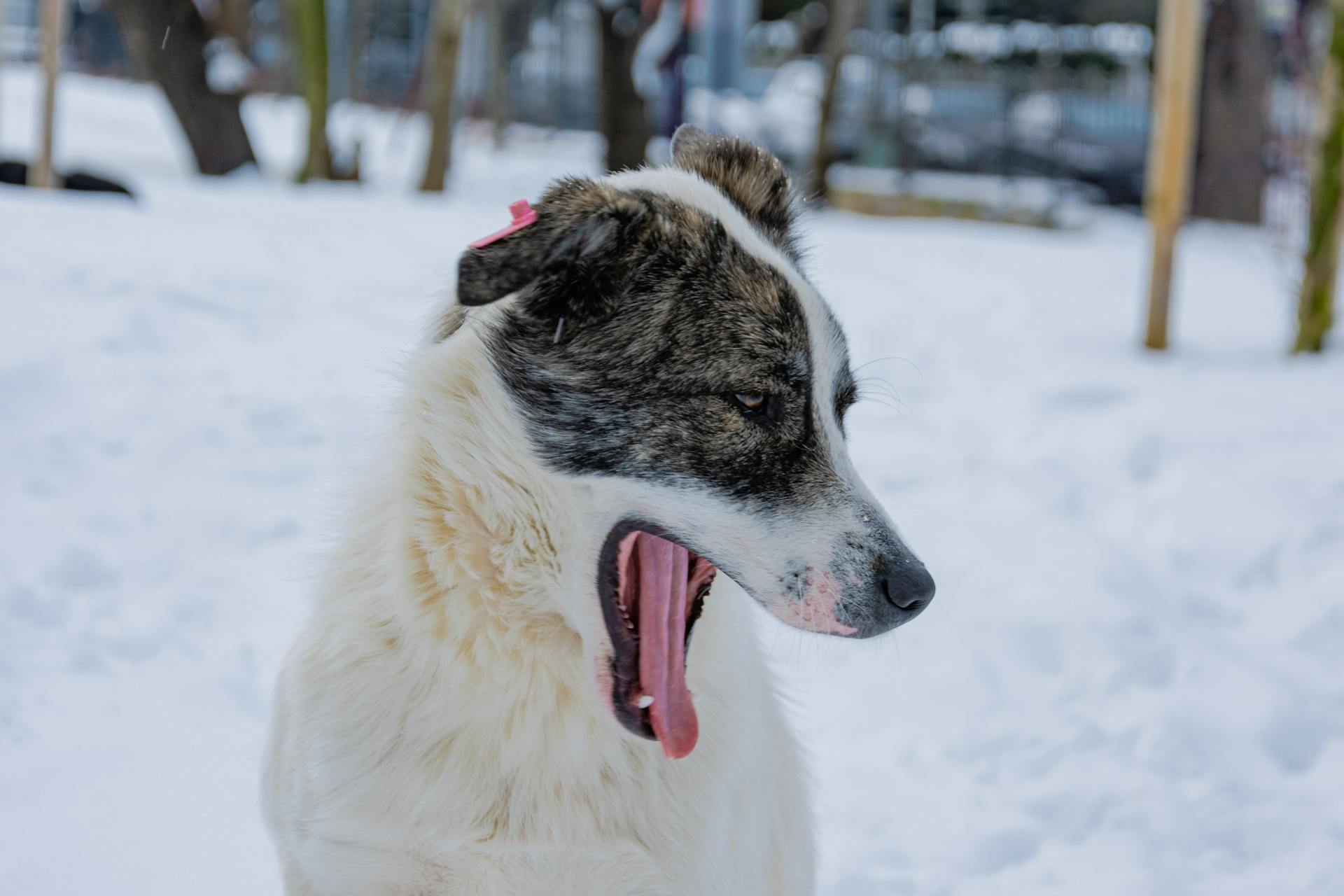 White and Black Short Coated Dog on Snow Covered Ground