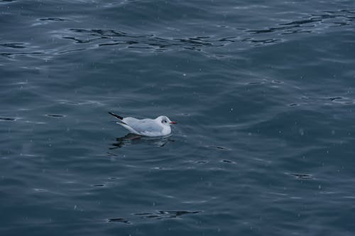 White Bird on Body of Water